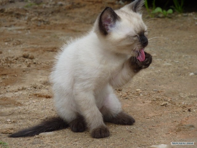 Котовторник 20.12.2011