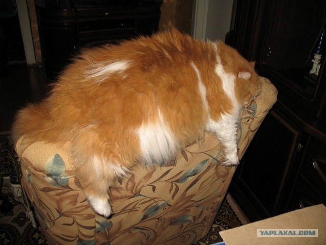 Первый КОТОВТОРНИК 2012