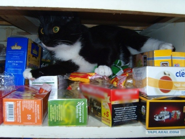 Котовторник (07.02.2012)