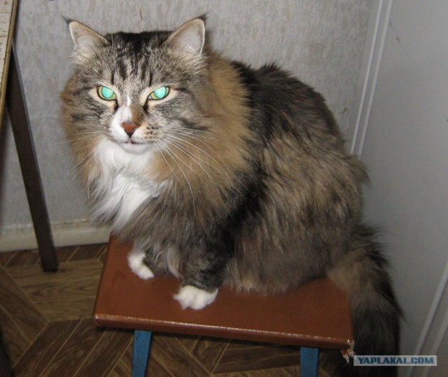 Котовторник 27.03.2012