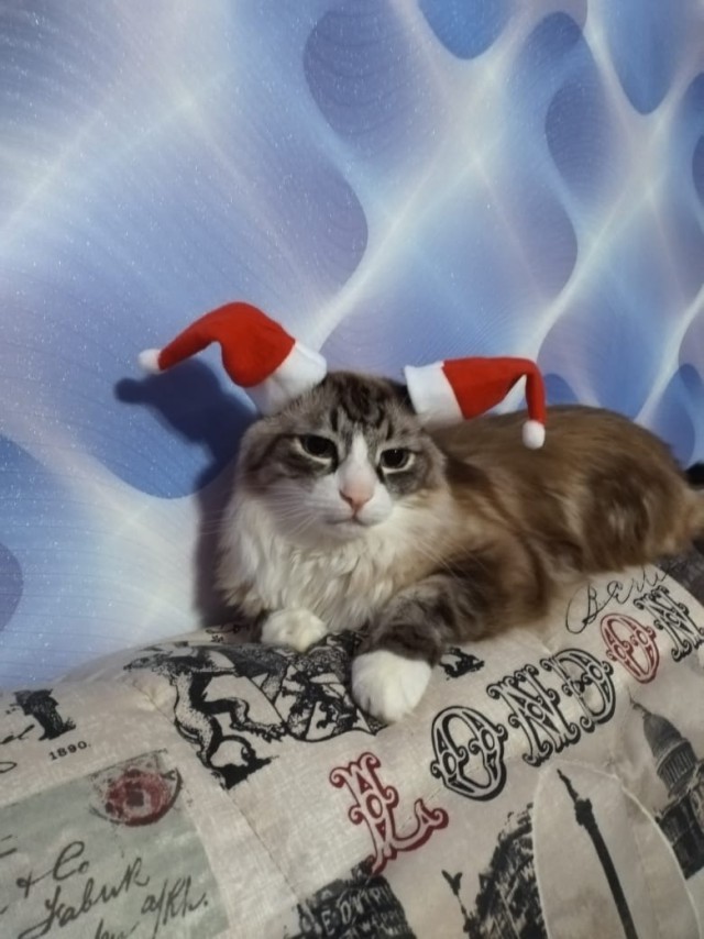 Живность из сети