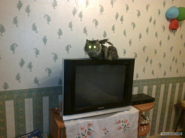 Котовторник  19.06.2012
