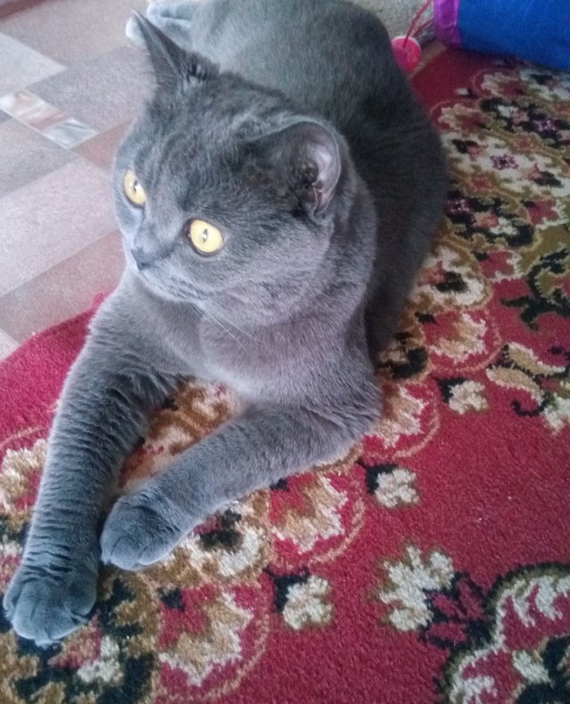 Котовторник 22.01.2019.