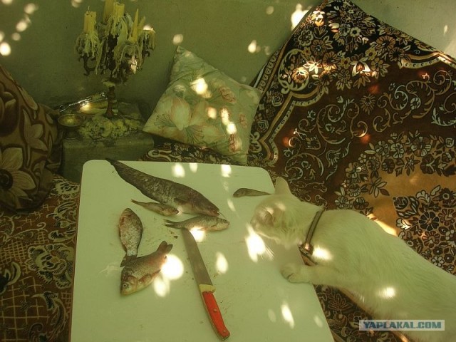 Котовторник  28.08.12