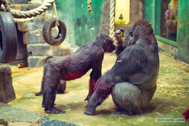 Московский зоопарк