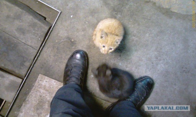 Котовторник 29.01.2013