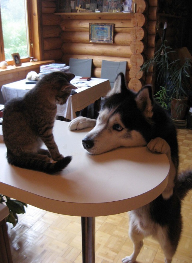 Уже не котовторник, но еще и не собакочетверг