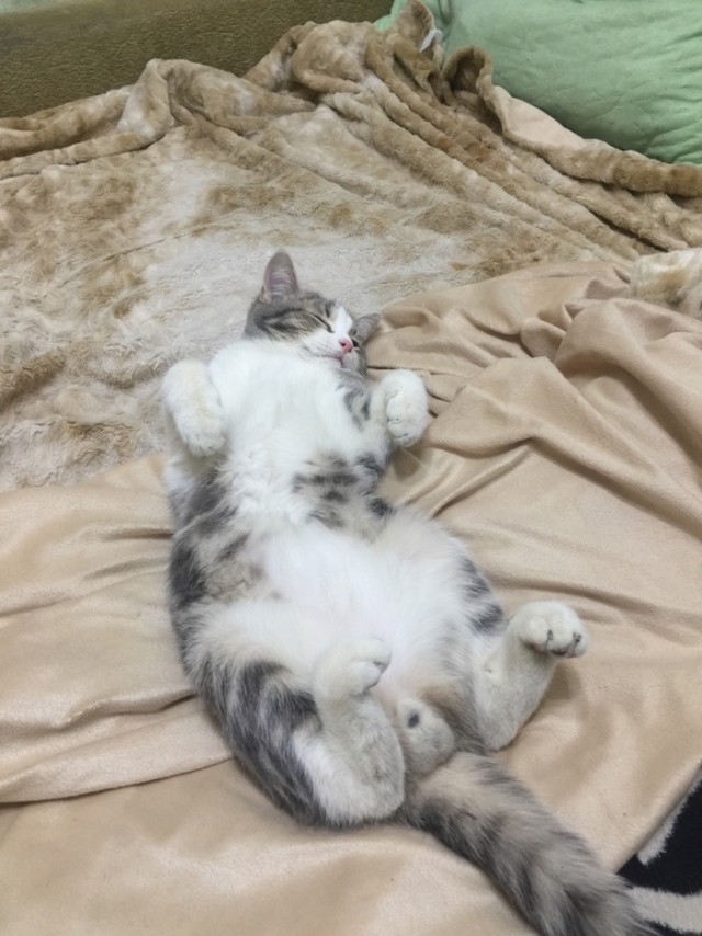 Забавные картинки с котами из сети