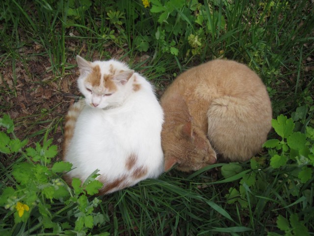 Деревенские котейки