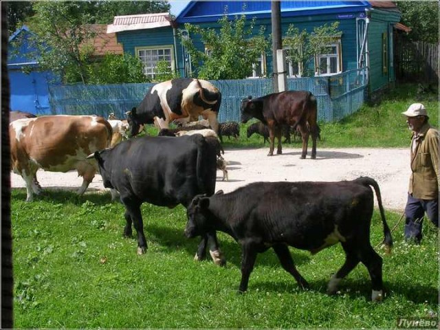 А Вы вспоминаете летние каникулы у бабушки?