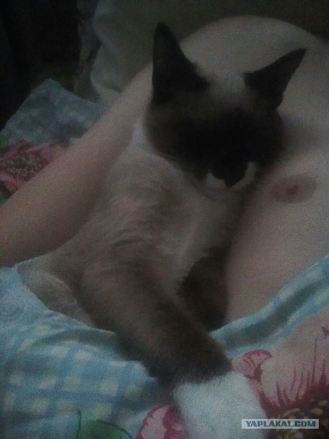 Про прапора, кота