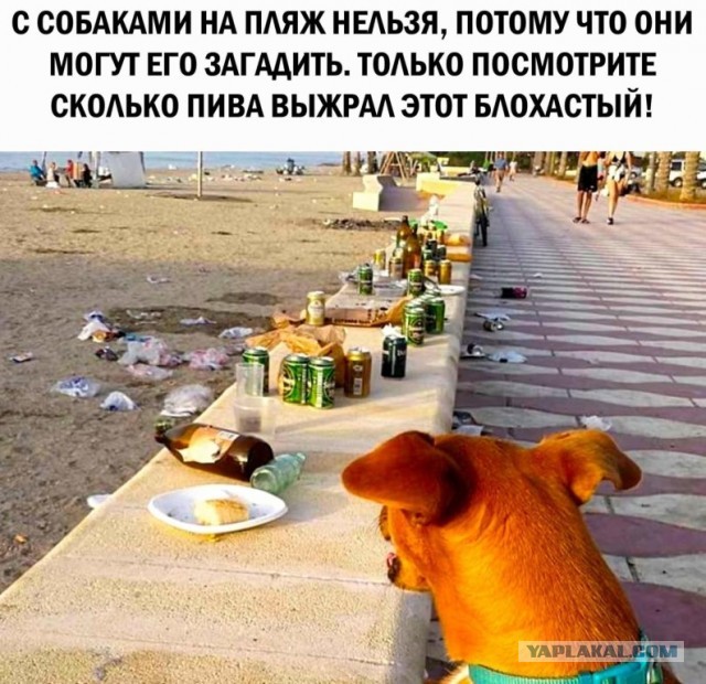 Убирайте за своими питомцами!