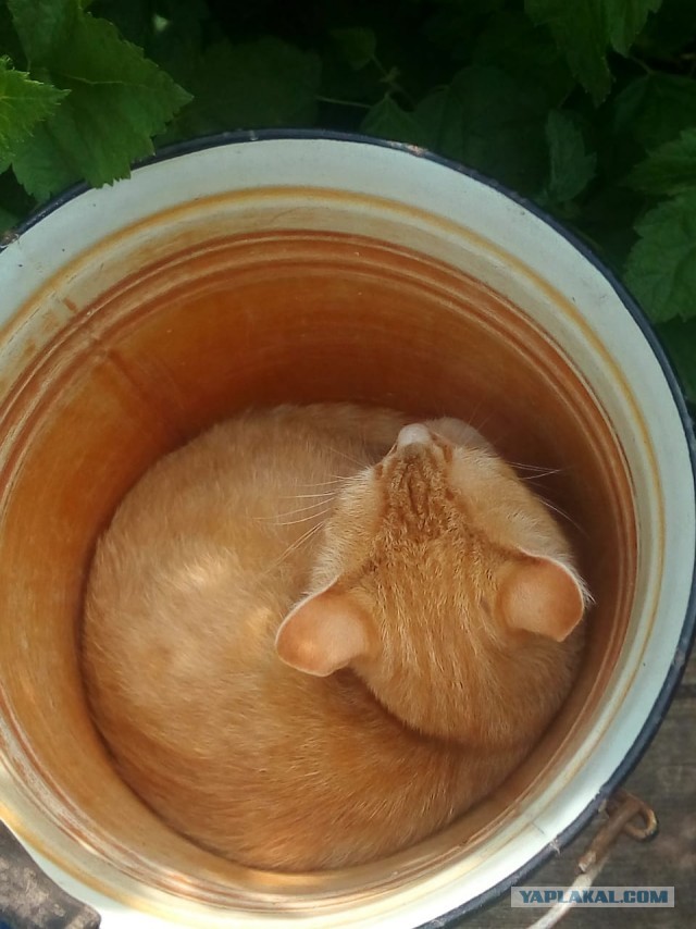 Кошки часто любят отдыхать там, где их, в принципе, не должно быть
