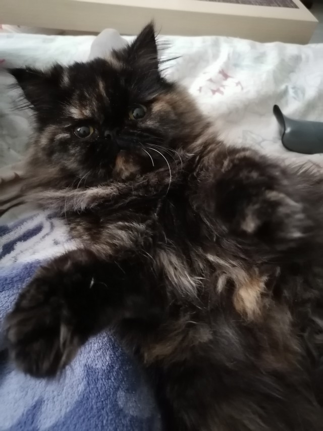 Вы, что спите? Вставайте, котовторник же!