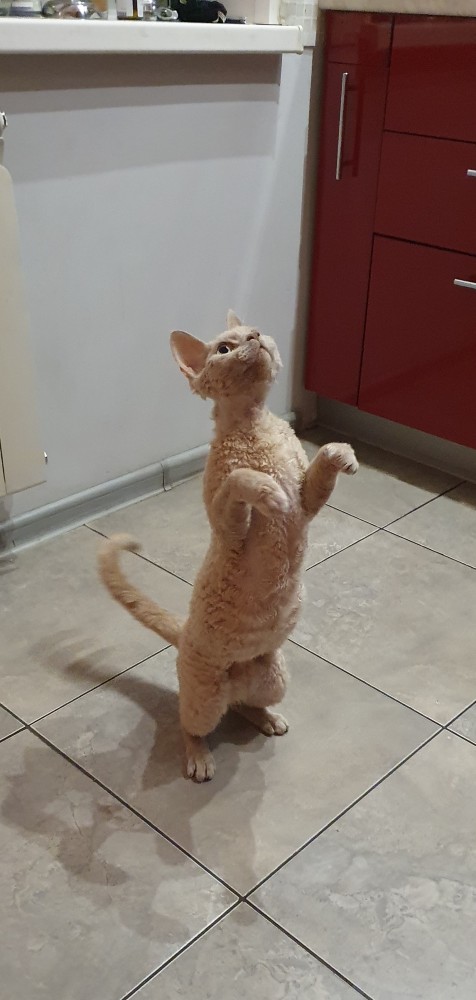 Котовторник 21.12.21
