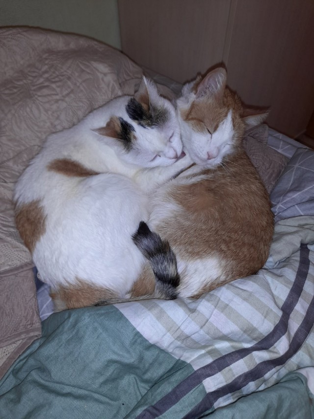 Котовторник. Февраль