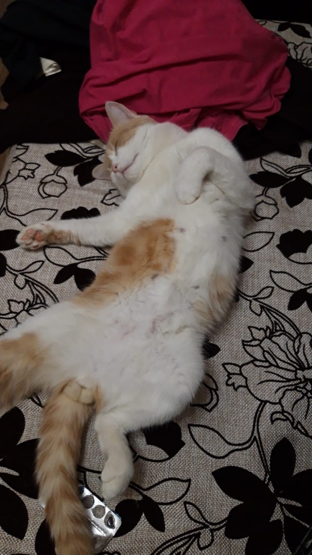 Котовторник
