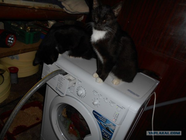 Жизнь домашнего приюта для котеек 393