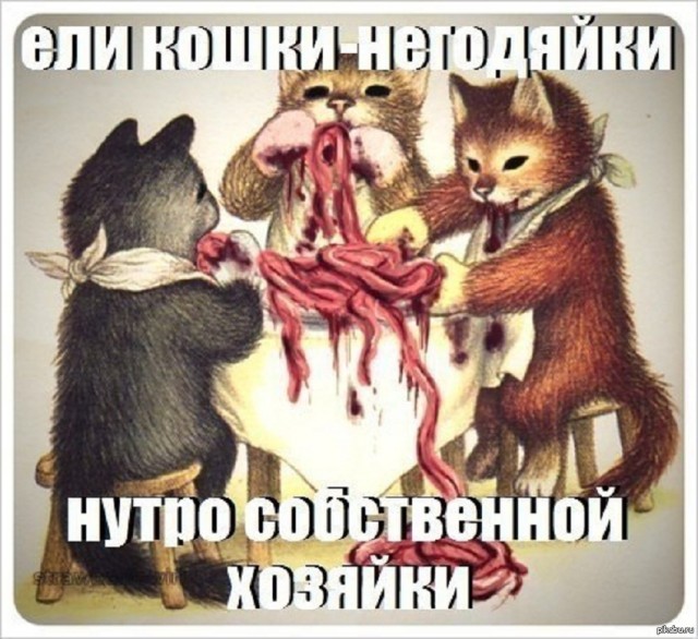 В Ростовской области два десятка мейн-кунов полмесяца питались телом умершей хозяйки