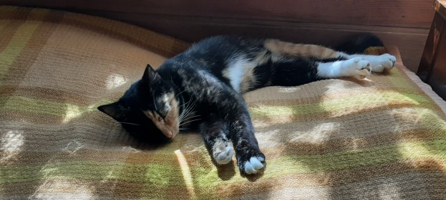 Ура! Котовторник.