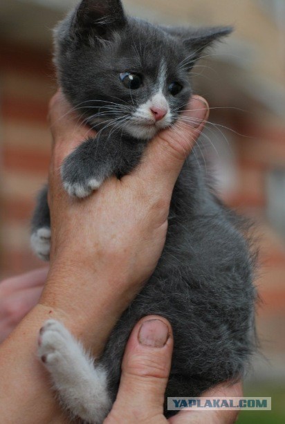 Мой повелитель!