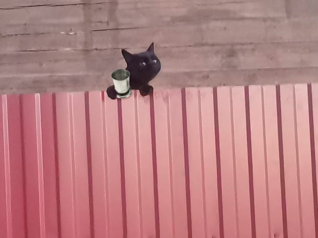 Кот