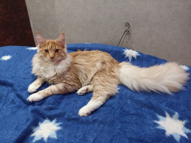 Кошка