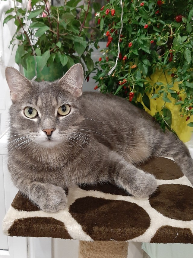 Вторник, ваши коты и кошки в студию