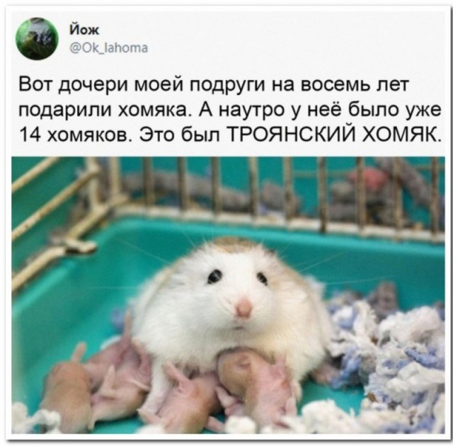 Забавные комментарии из социальных сетей 05.12.22