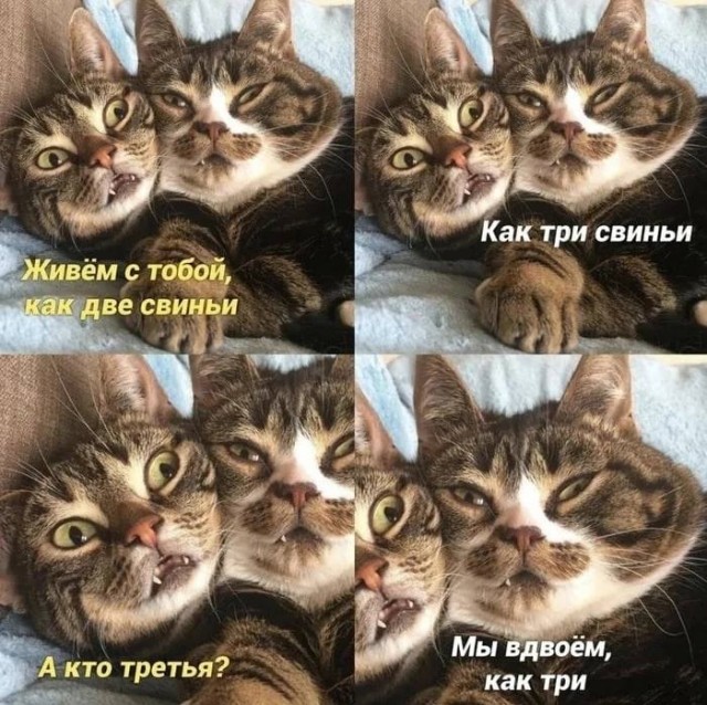 Картинки и мемы, всем хороших выходных
