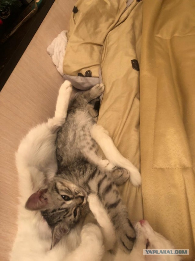 Котовторник 17.01.23