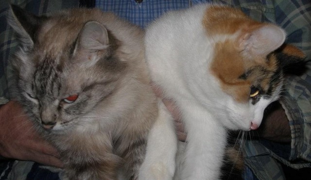 Начинаем котовторник.