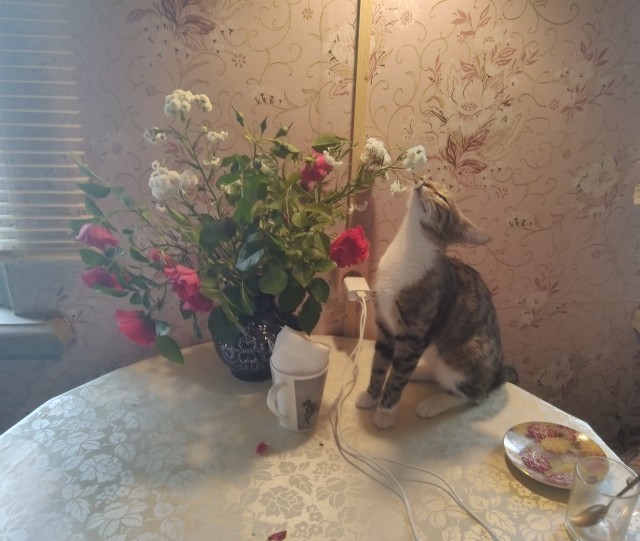 Начинаем котофторник?
