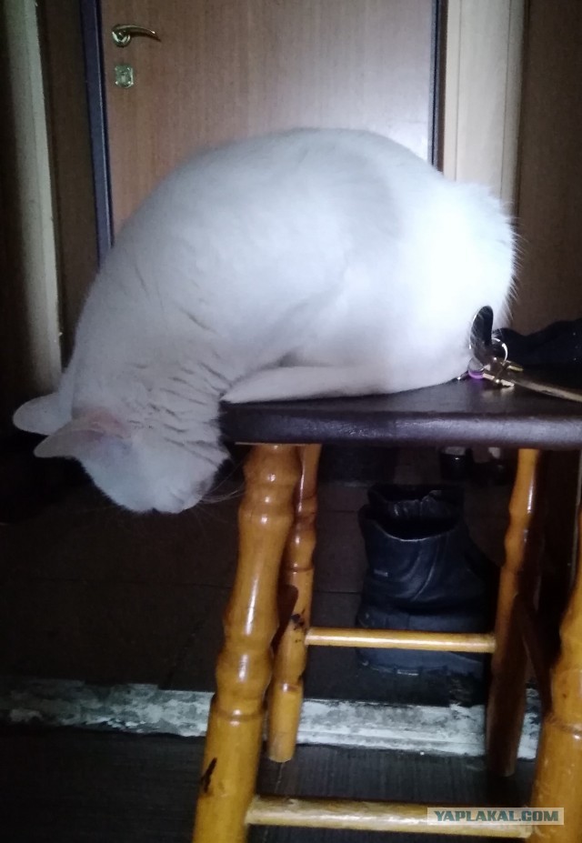 Позы для сна у кошек - что они означают?