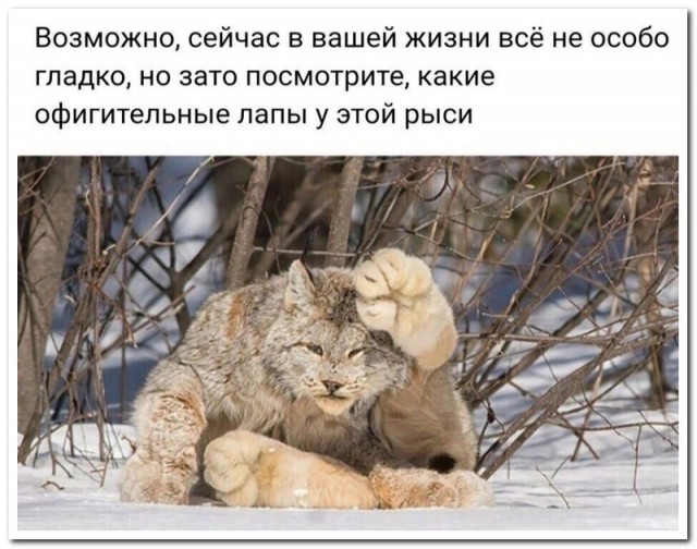 Забавные комментарии из социальных сетей (25.12.23)