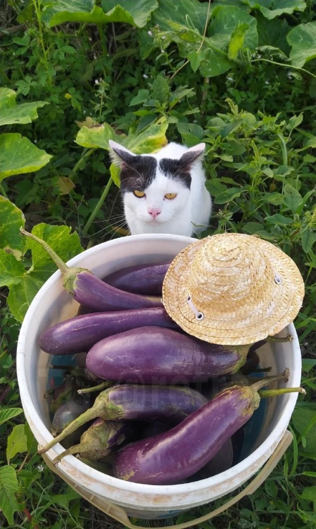 Когда батя присылает свои фотографии с дачи