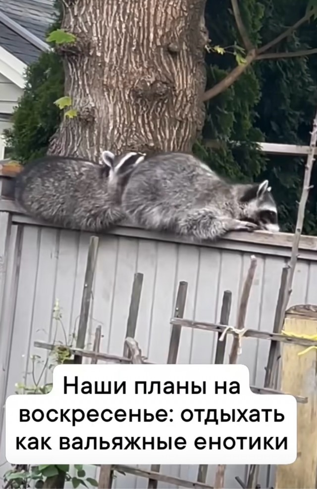 Никакие картинки