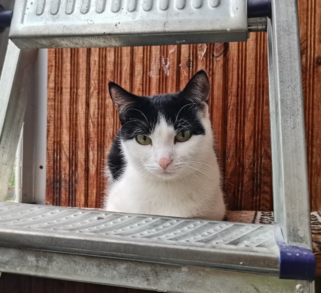 Котовторник