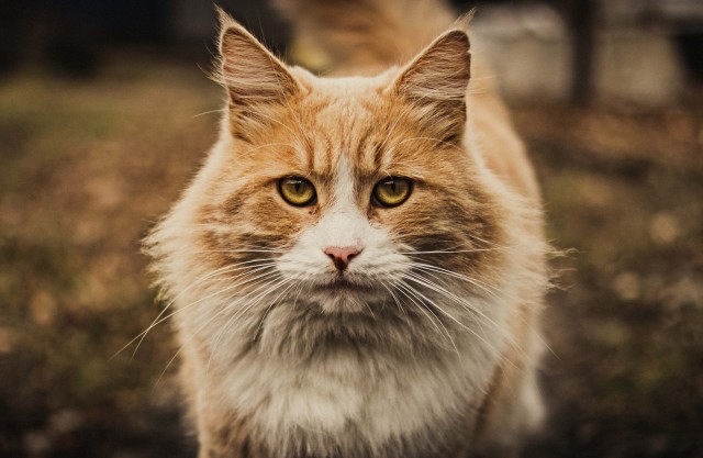 Котовторник в картинках