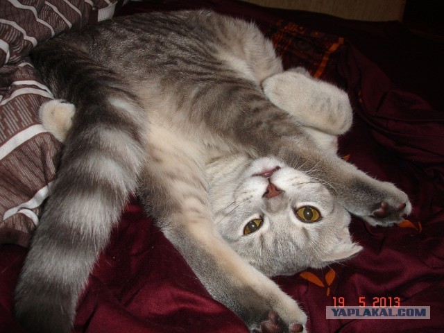 Котовторник 21.05.2013