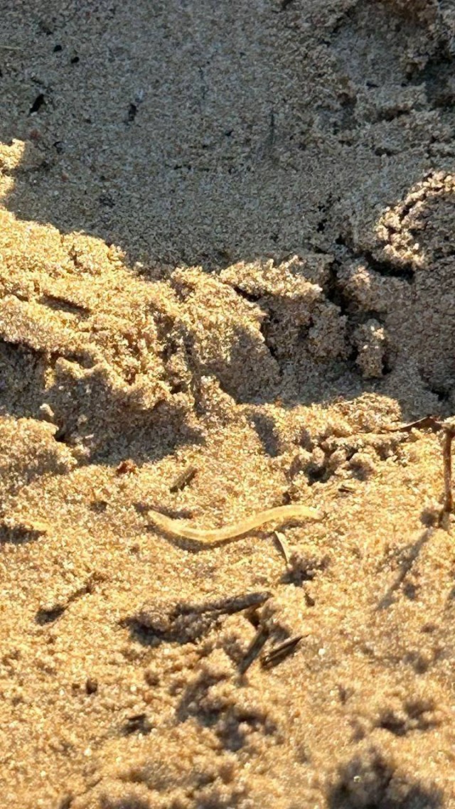 Кровососущие черви вылезают из песка на пляжах Санкт-Петербурга и кусают людей — СМИ