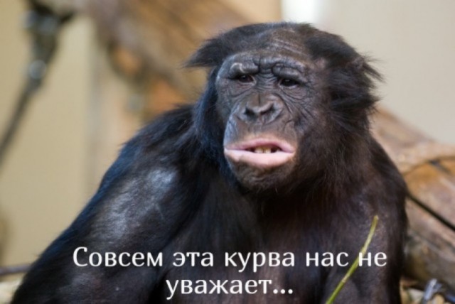 Нейросеть-расисит вызвала грандиозный скандал в Америке, назвав чернокожего мужчину обезьяной, пишет New York Post