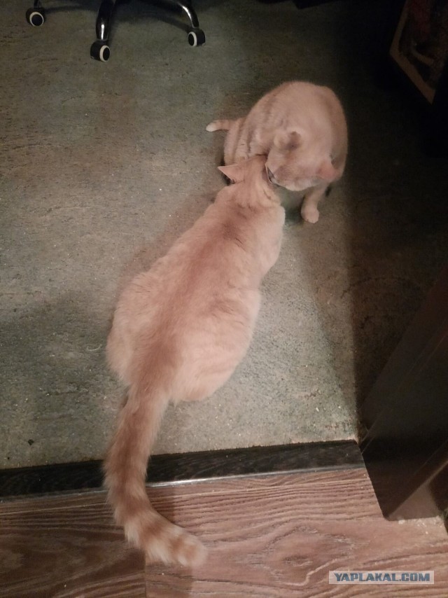 Котэ
