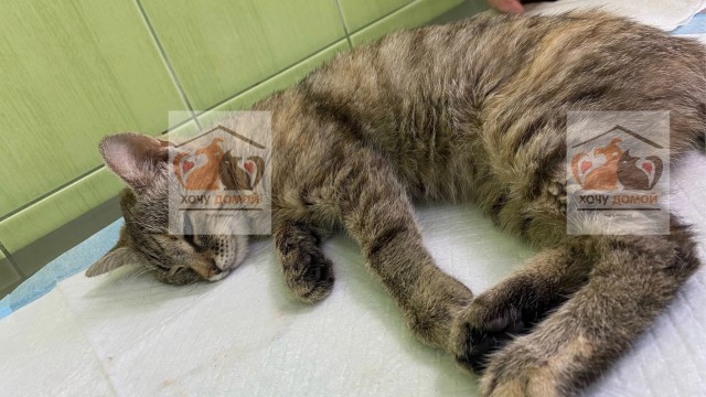 Нашли кошку с опухолью на спине. И что с ней стало!