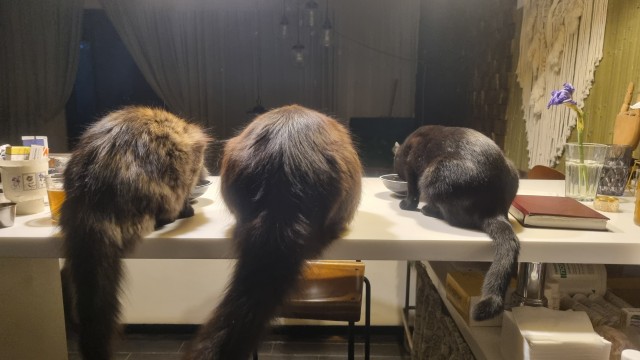 Раб в квадрате. Котовторник же.