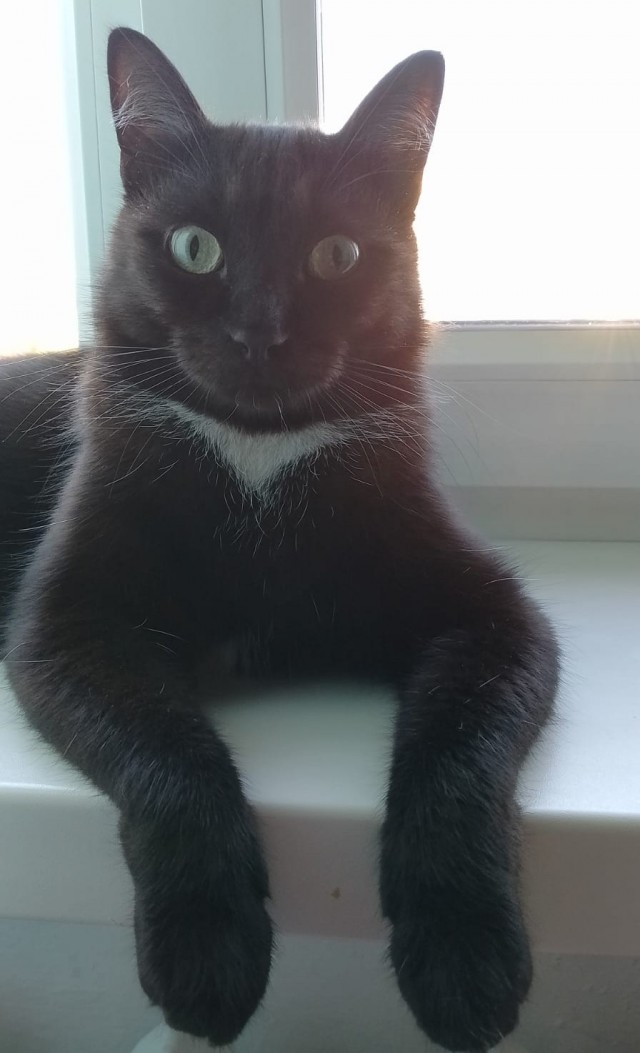 Котейке уютно сидится
