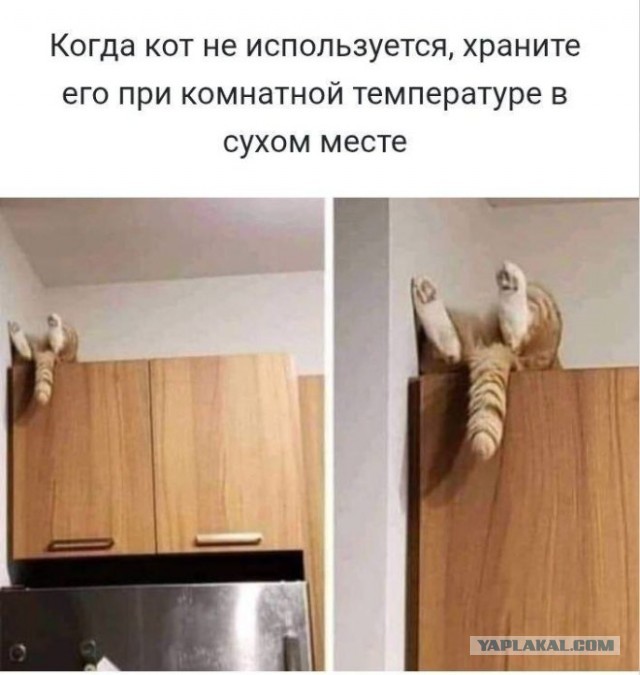 Веселые картинки в пятницу (03.02)