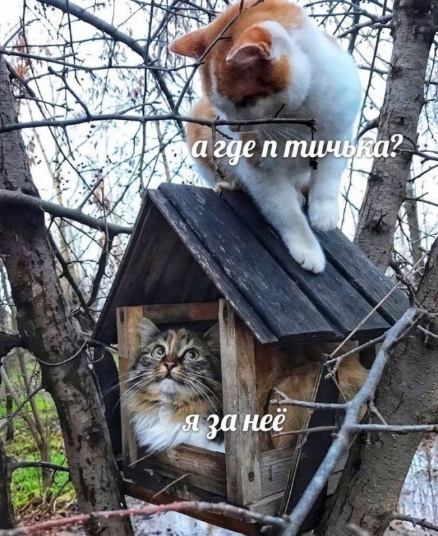 Прикольные и просто красивые картинки 09.12.2025