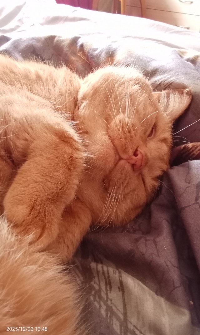 Мой кот