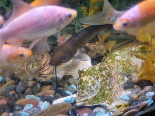 Это законно?